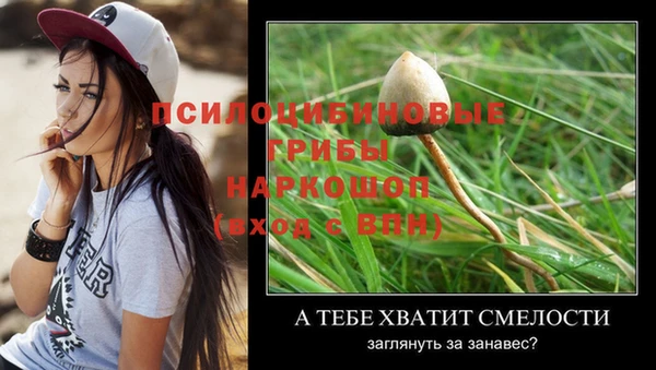 прущие грибы Абаза